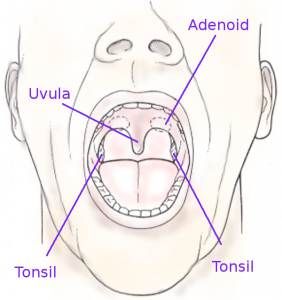 Adenoids, uvula, and tonsil diagram of mouth.